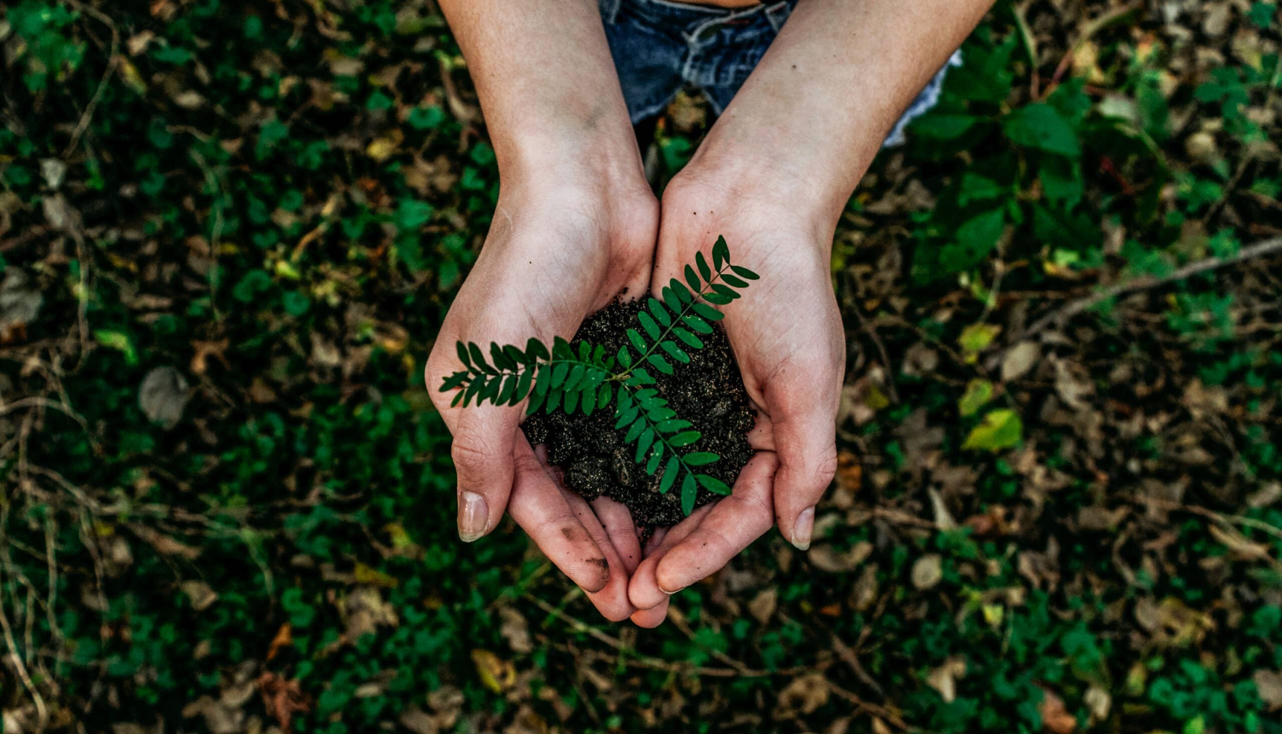An image of hands cupped together and holding a green plant against a nature backdrop